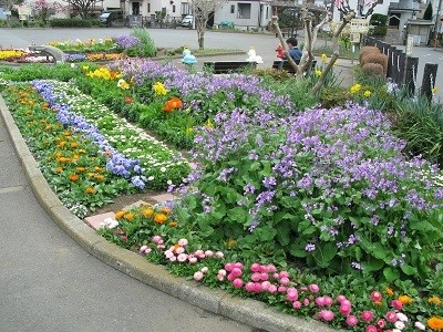 写真 5月の三角公園花壇2